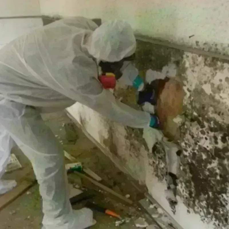 Mold Remediation and Removal in Vivian, LA